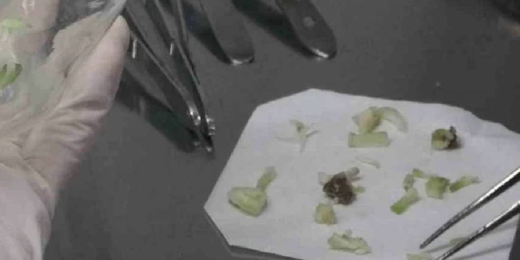 Toprakta kendiliğinden yetişiyor, toplanmasına izin verilmiyor! Laboratuvarda çoğaltılıyor 6